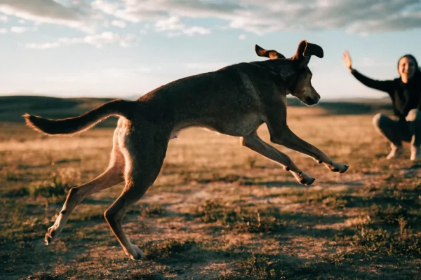 Dog running full speed toward owner during reliable recall training in an open field