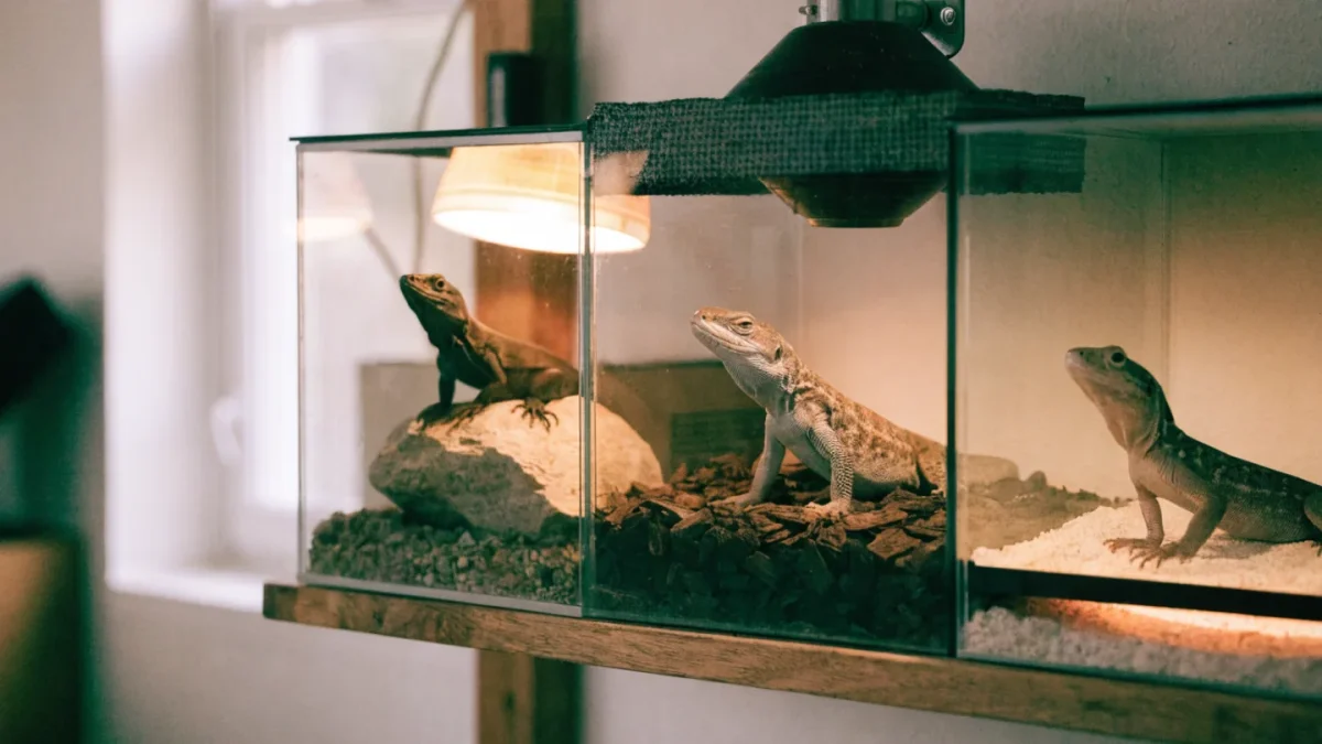 Reptile Heating Methods Compared: Heat Mats, Lamps, and CHEs