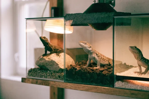 Three different reptile heating setups shown side by side in enclosures on a shelf