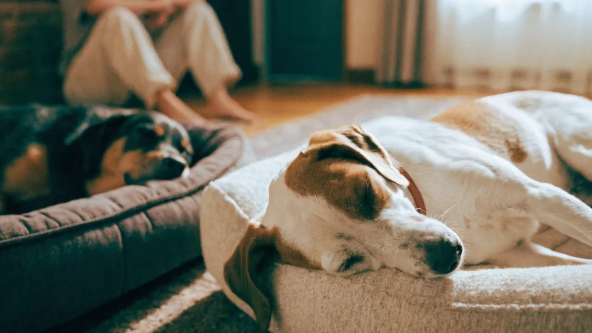 Resource Management in Multi-Dog Homes: Preventing Fights Before They Start