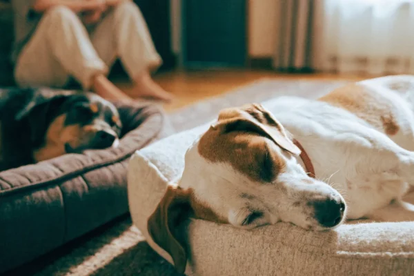 Two dogs resting peacefully in separate beds in a well-managed multi-dog household