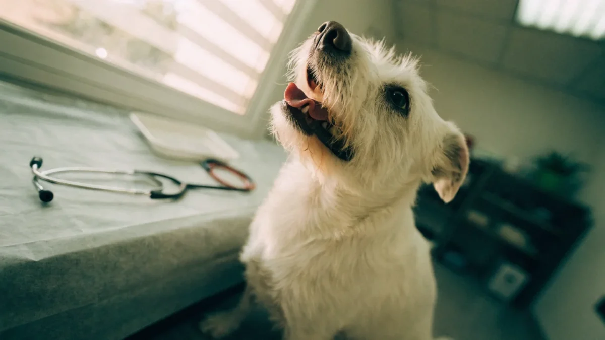 Respiratory and Circulatory Symptoms in Pets: Coughing, Panting, and Pale Gums