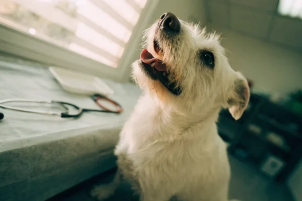 Small white dog panting in a veterinary exam room