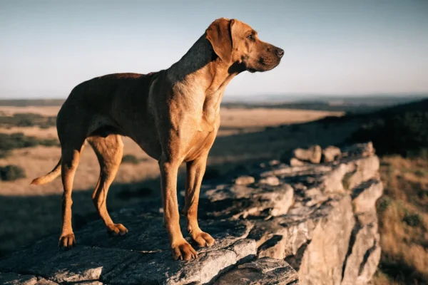 Rhodesian Ridgeback standing on a rocky outcrop overlooking golden savanna grassland at sunset with the distinctive dorsal ridge visible