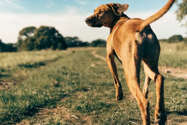 Rhodesian Ridgeback running across an open grassy trail