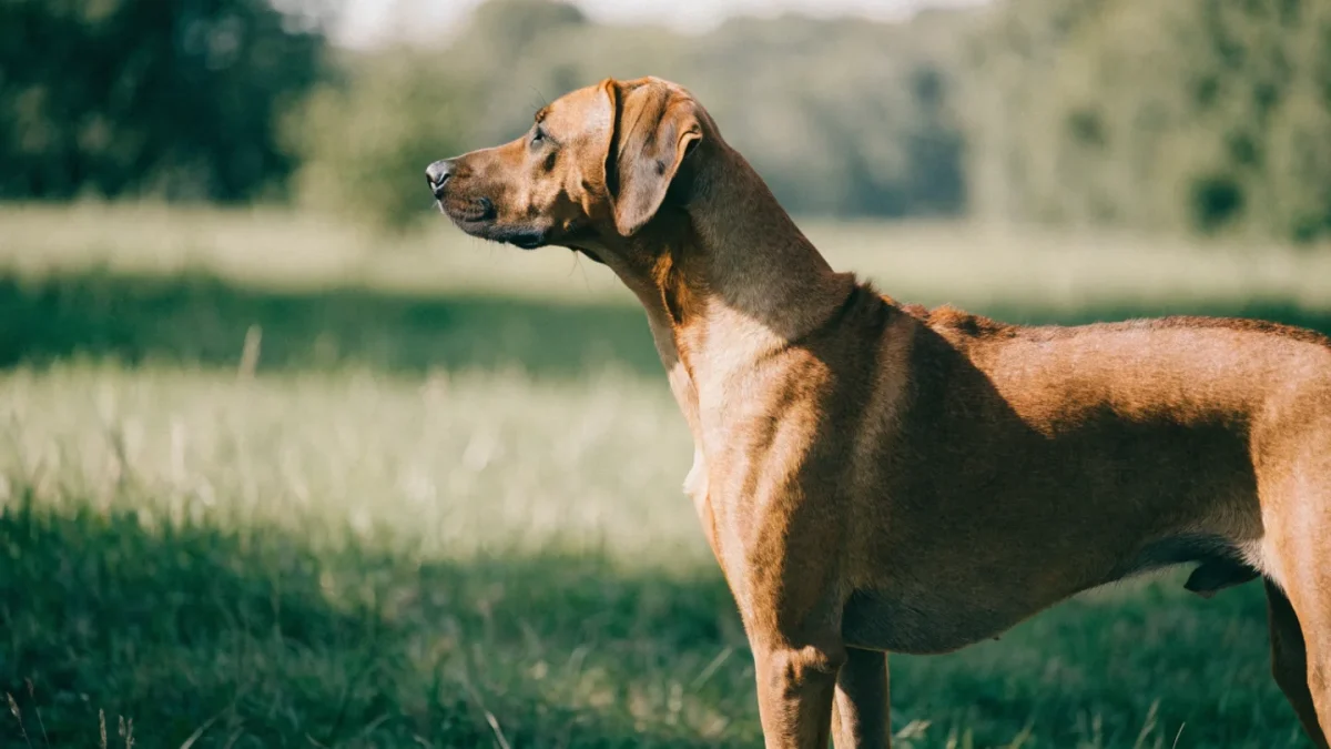 Rhodesian Ridgeback Genetics: The Ridge Gene, Dermoid Sinus, and Wheaten Coat