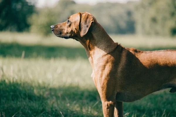 Rhodesian Ridgeback in profile outdoors, showing the distinctive ridge of reverse-growing hair along its back