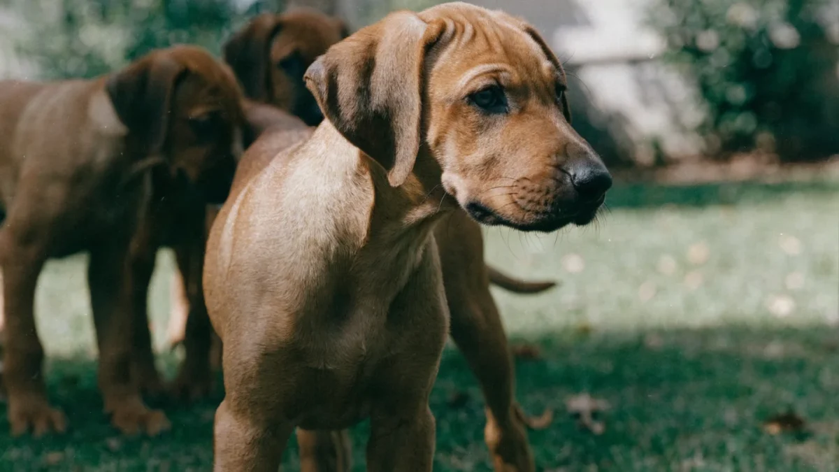 Rhodesian Ridgeback Puppy Buying Guide: Ridge Requirements and Health Checks