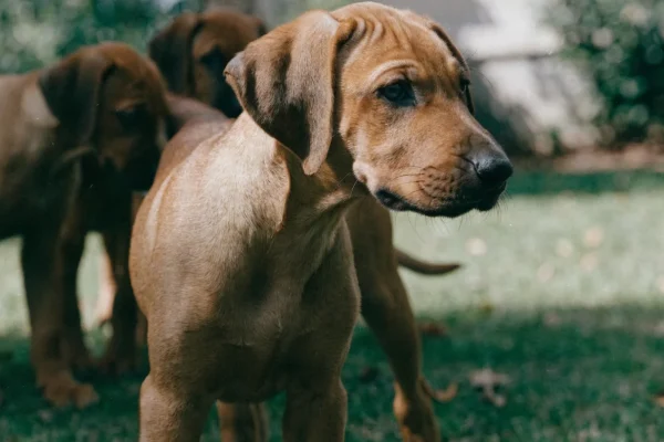 Rhodesian Ridgeback puppy with a visible dorsal ridge standing in a grassy yard