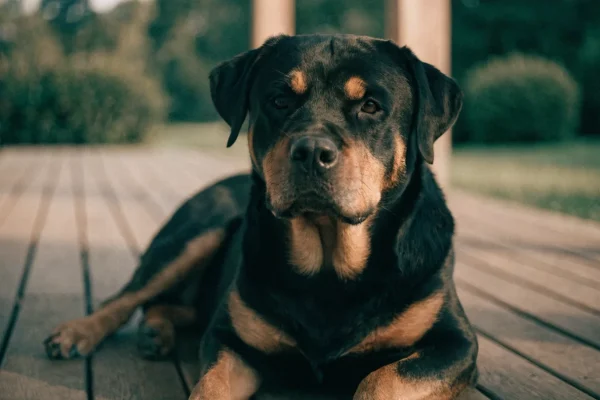 Black-and-tan Rottweiler lying relaxed on a wooden porch in a home backyard