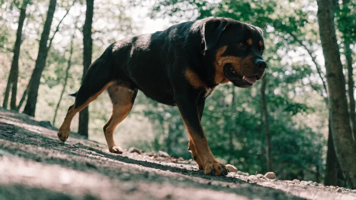 Rottweiler Exercise Needs: Building a Routine for a Powerful Breed
