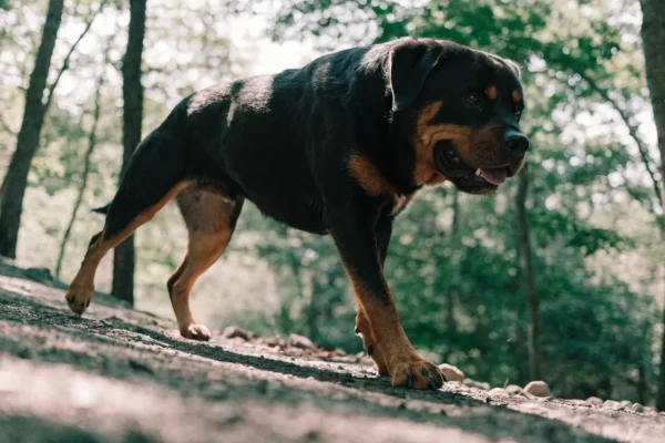 Black and tan Rottweiler trotting along a wooded gravel trail
