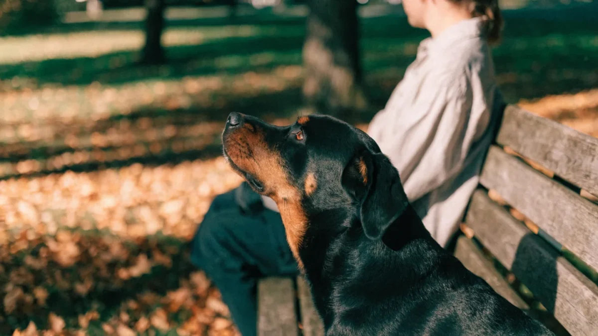 Rottweiler Temperament: Confidence, Calm, and Fierce Loyalty
