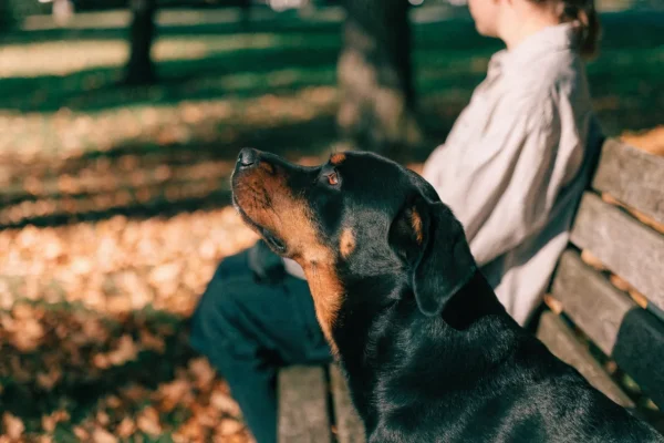 Rottweiler sitting attentively beside its owner on an autumn park bench with golden leaves on the ground