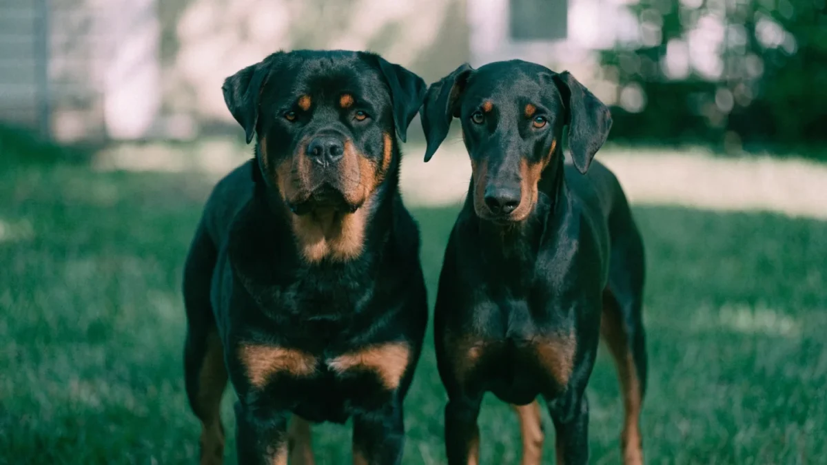 Rottweiler vs Doberman Pinscher: Guardian Breeds Compared