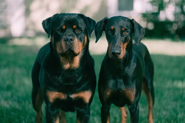 Rottweiler and Doberman Pinscher standing side by side, showing their size and build differences