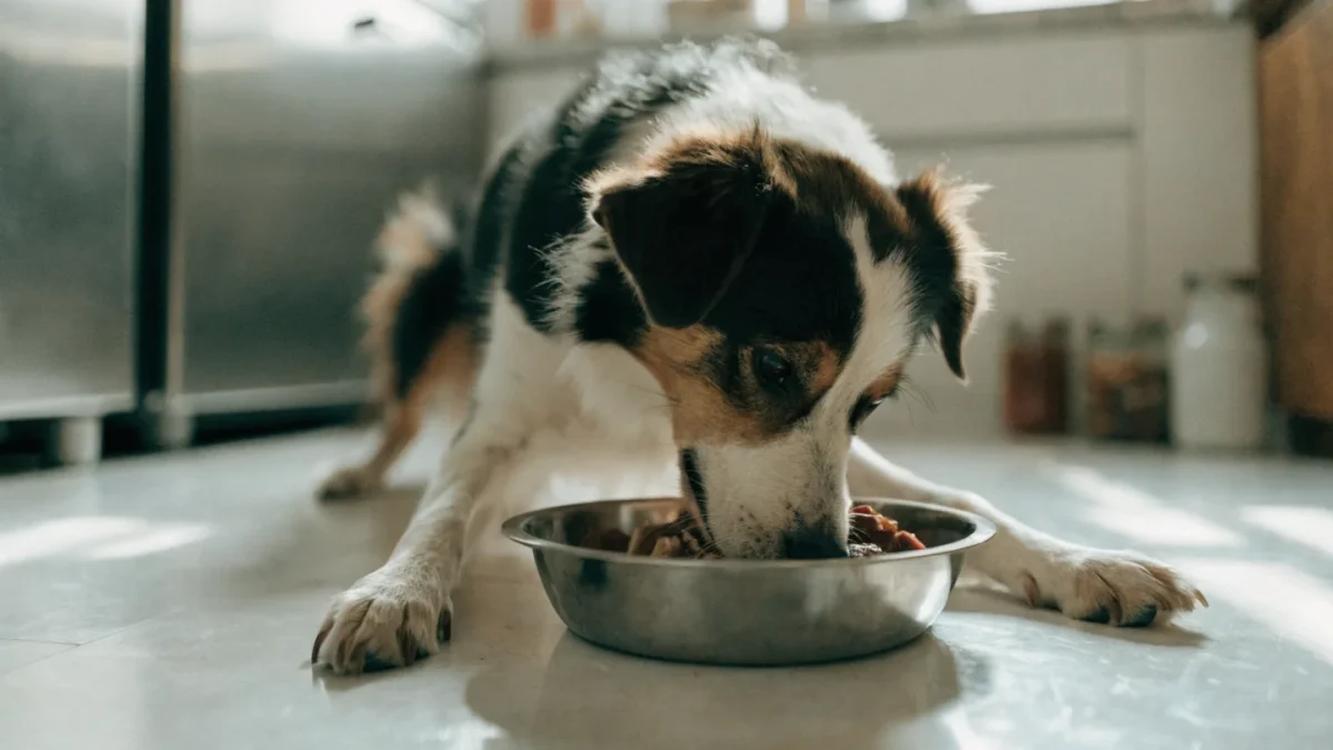 How to Safely Start a Raw Diet for Your Dog