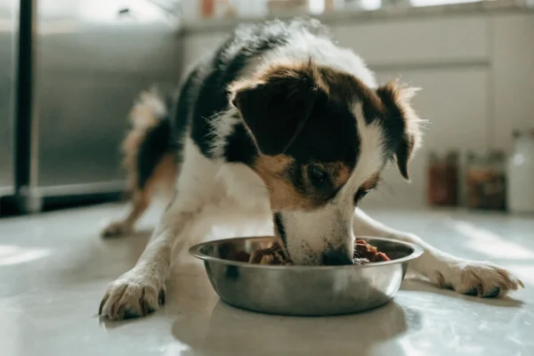 Border collie eating a raw meal from a stainless steel bowl in a clean kitchen environment