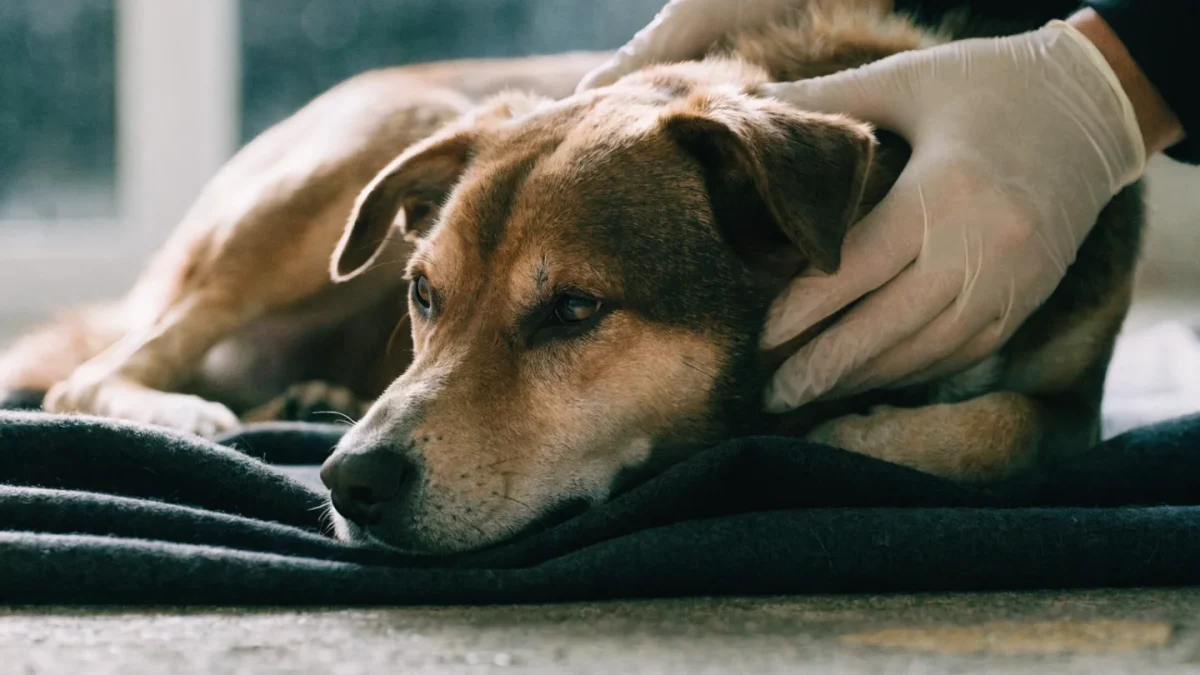 Injured dog lying on a blanket being carefully supported for transport