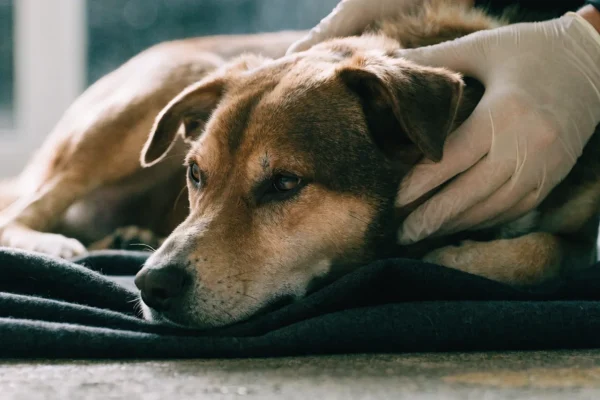 Injured dog lying on a blanket being carefully supported for transport