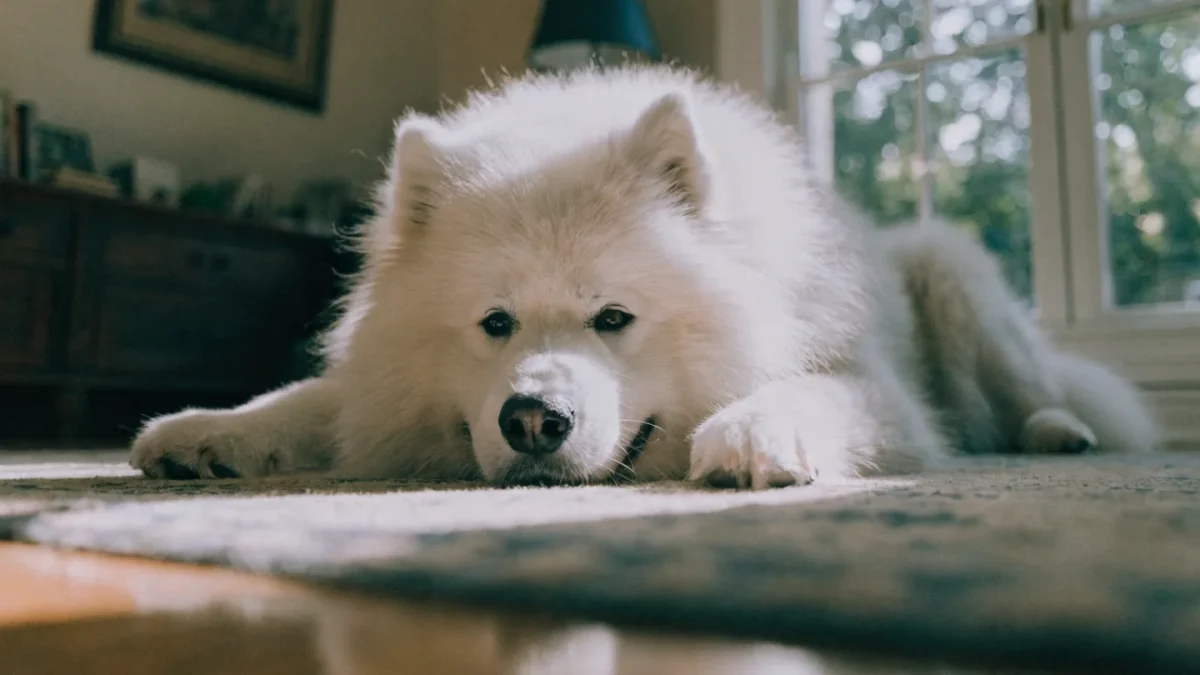 5 Common Misconceptions About Samoyeds