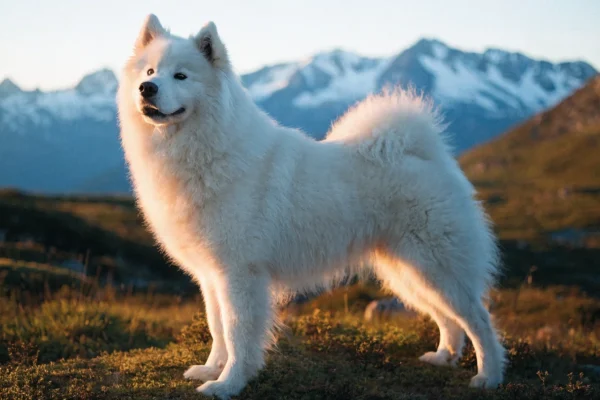 White Samoyed standing on alpine tundra with snow-capped mountains and golden-hour lighting showing the breed's characteristic smile