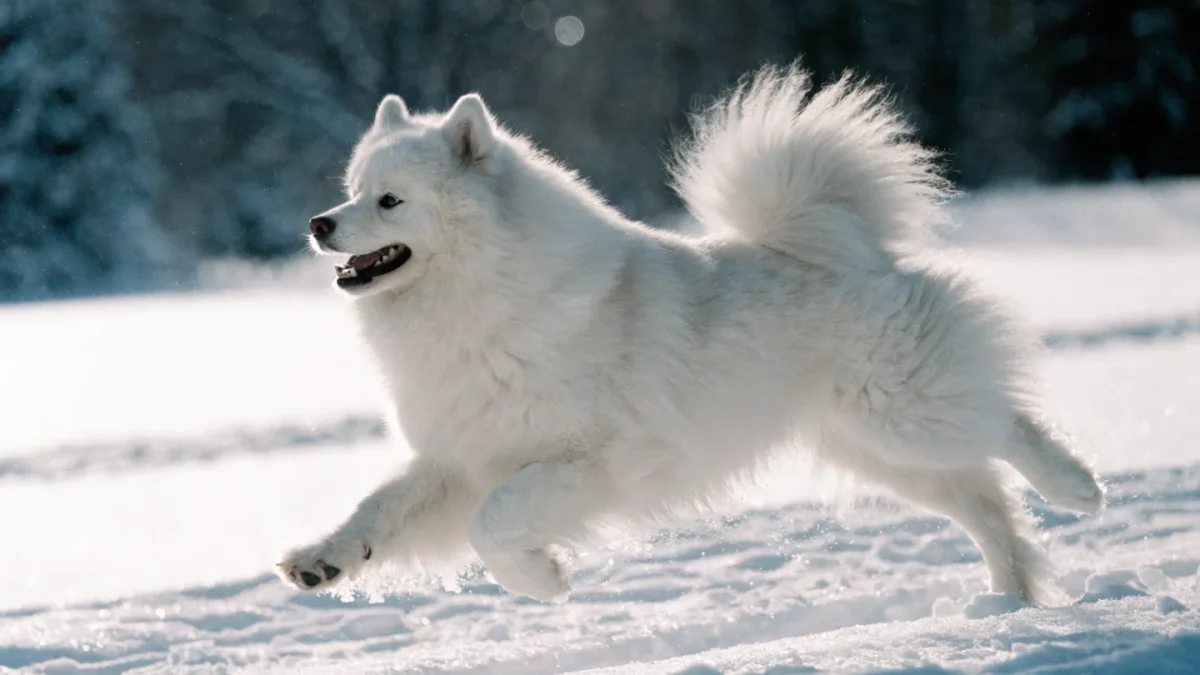 Samoyed Exercise Needs: Keeping a Working Spitz Breed Happy