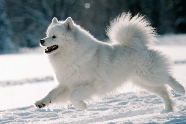 Fluffy white Samoyed running across a snow-covered field with its characteristic smile