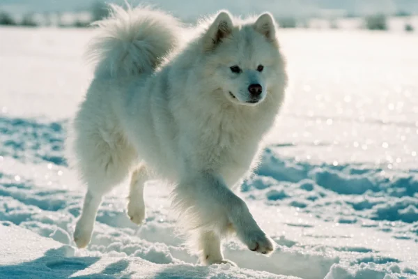 Fluffy white Samoyed dog trotting across a snow-covered field