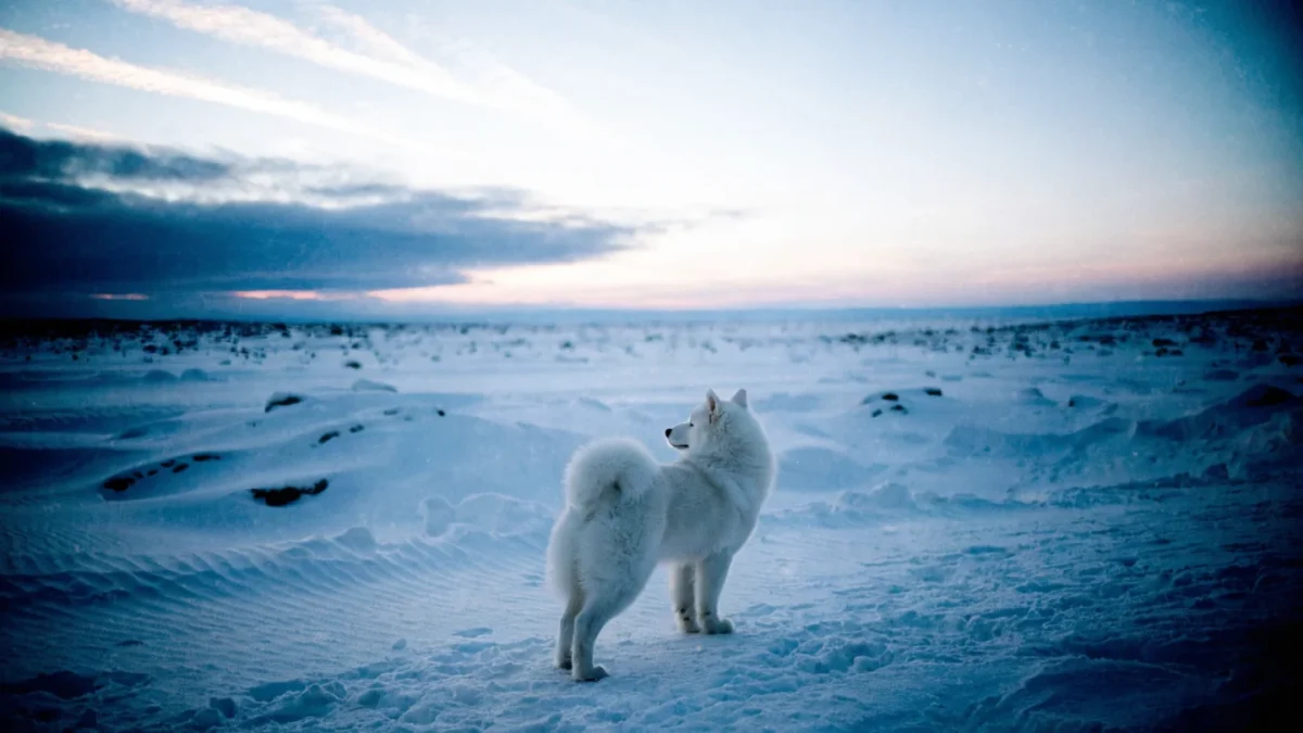 History of the Samoyed: Nomadic Reindeer Herders and Polar Expeditions