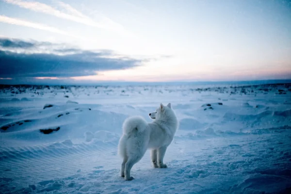 White Samoyed standing in a snowy Arctic tundra landscape at twilight with a dramatic pale sky