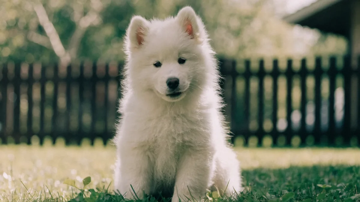 Samoyed Puppy Buying Guide: What to Look For