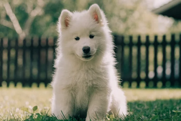Fluffy white Samoyed puppy sitting in a grassy yard