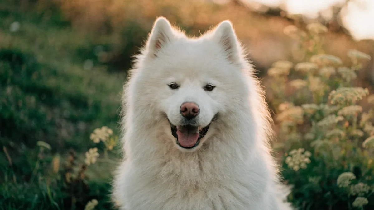 Smiling white Samoyed sitting on a grassy hillside at golden hour with wildflowers in the background
