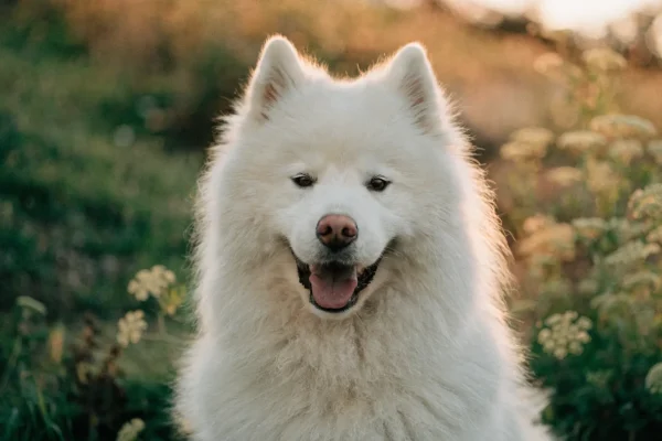 Smiling white Samoyed sitting on a grassy hillside at golden hour with wildflowers in the background