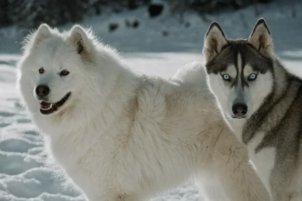Samoyed and Siberian Husky standing side by side in the snow, showing their coat differences