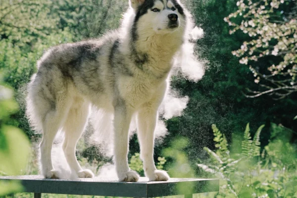 Siberian Husky on a grooming table in spring sunlight with winter undercoat releasing in fluffy tufts during seasonal blowout