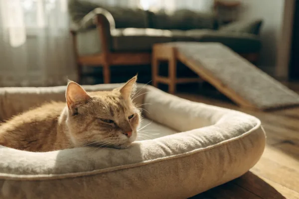 A serene senior cat rests on a low-entry orthopedic bed beside a pet ramp in a sunlit living room.