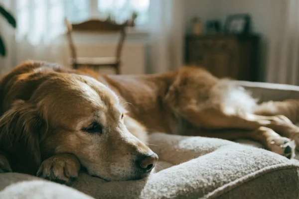 Senior golden retriever with gray muzzle resting comfortably on an orthopedic bed at home