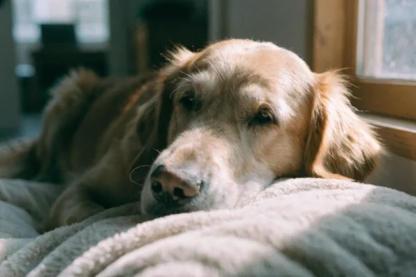 Senior golden retriever resting peacefully — older pets benefit from proactive health monitoring and regular veterinary care
