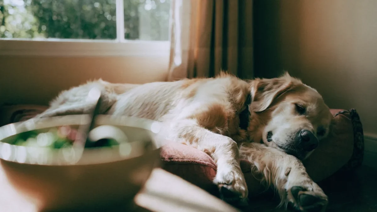 Senior Pet Nutrition: Adjusting Your Dog’s and Cat’s Diet as They Age