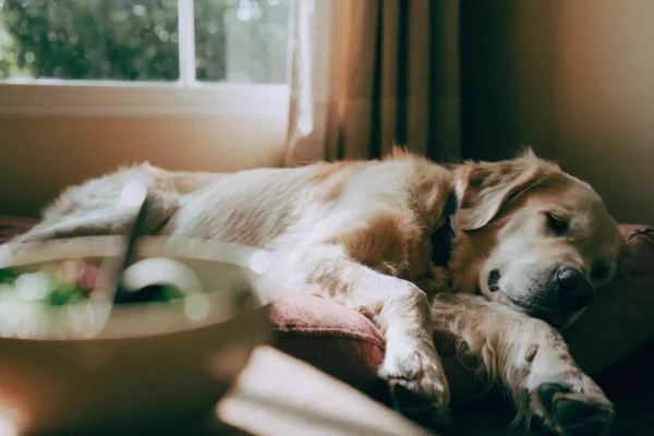 Senior golden retriever with grey muzzle resting near food bowl in warm afternoon light