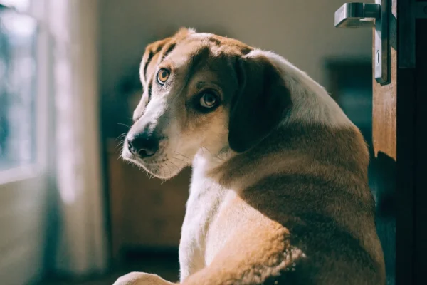Dog waiting by door showing signs of separation anxiety