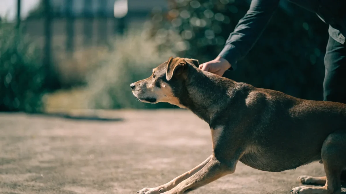 Shaping vs. Luring vs. Capturing: Three Ways to Teach New Behaviors