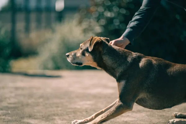 Trainer using food lure to guide dog into down position during training