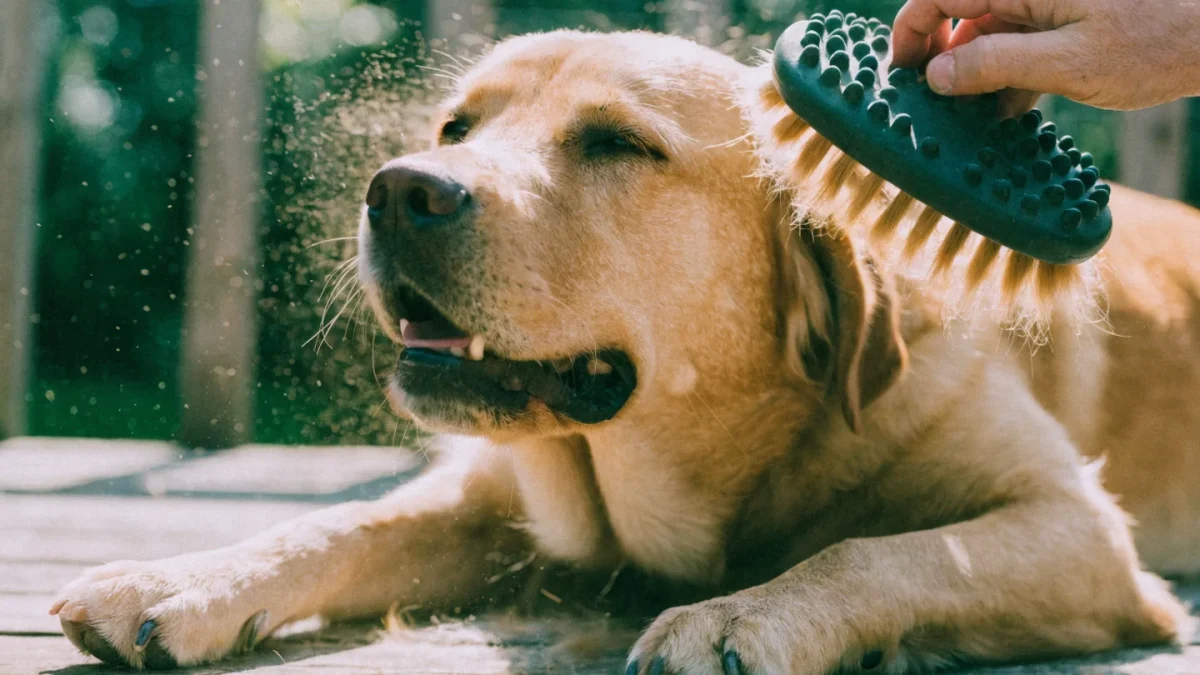 Shedding Management for Short-Coated Dogs That Shed Heavily