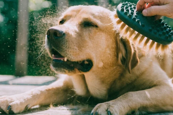 Labrador Retriever being brushed outdoors with loose fur visible in sunlight