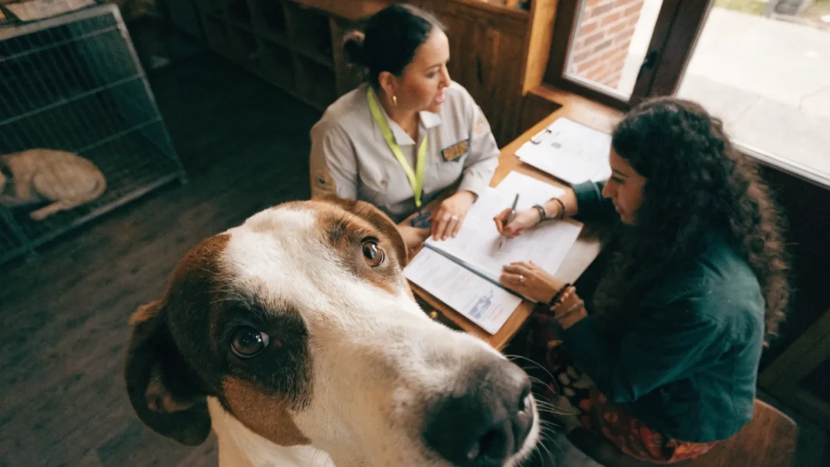 Understanding the Shelter Adoption Process Step by Step