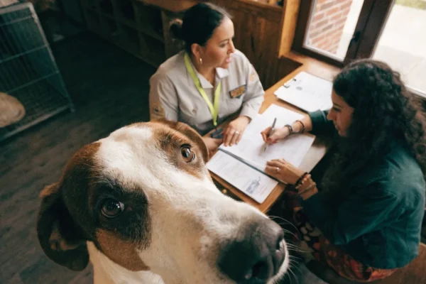 Woman completing adoption paperwork at an animal shelter with a shelter staff member