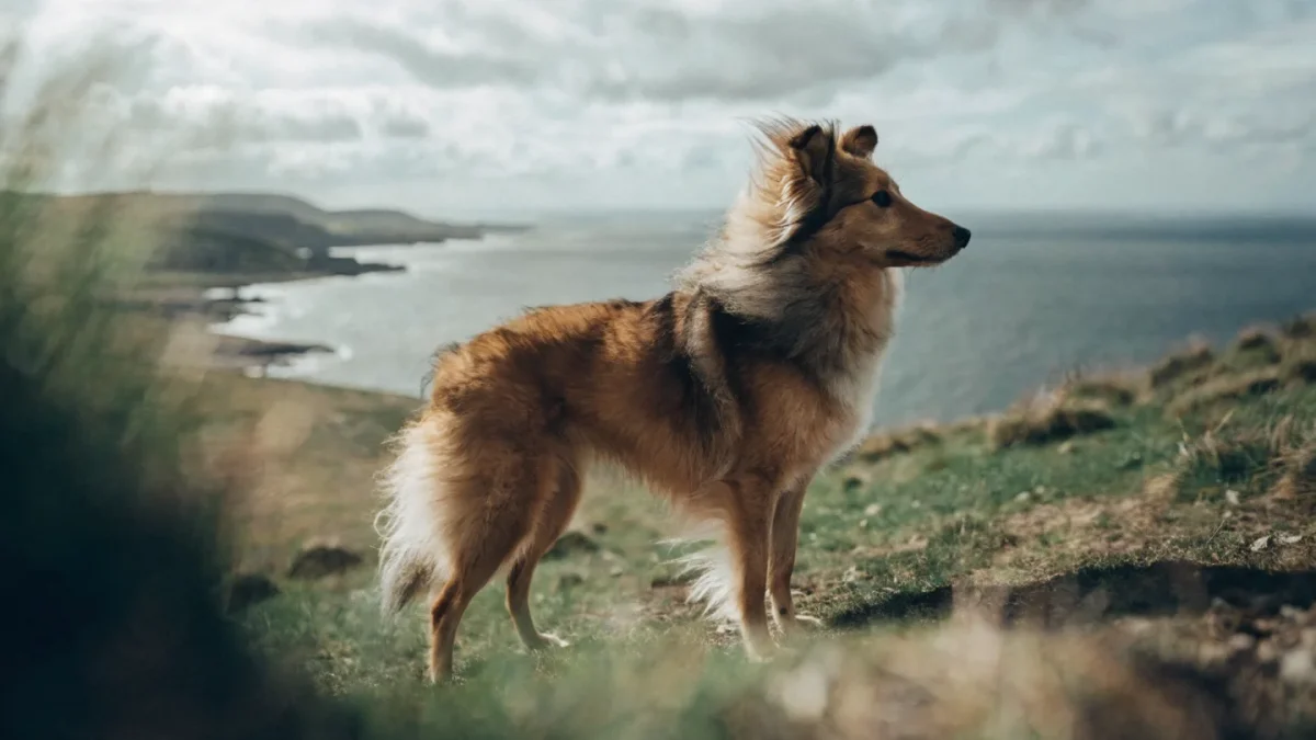 Shetland Sheepdog: The Complete Breed Guide